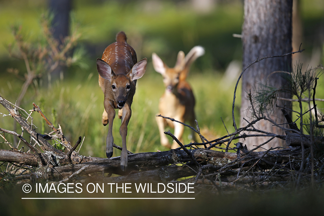 White-tailed fawns in velvet.