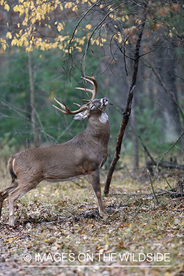 White-tailed buck scent marking.