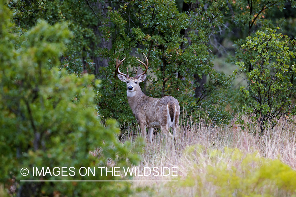 White-tailed buck in habitat.