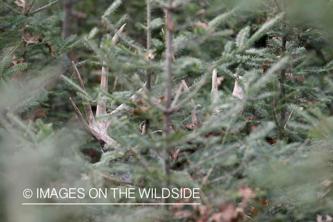 White-tailed buck in heavy cover.