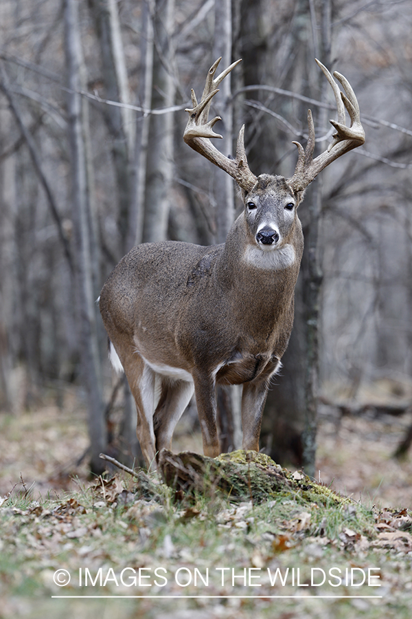 White-tailed buck in habitat.