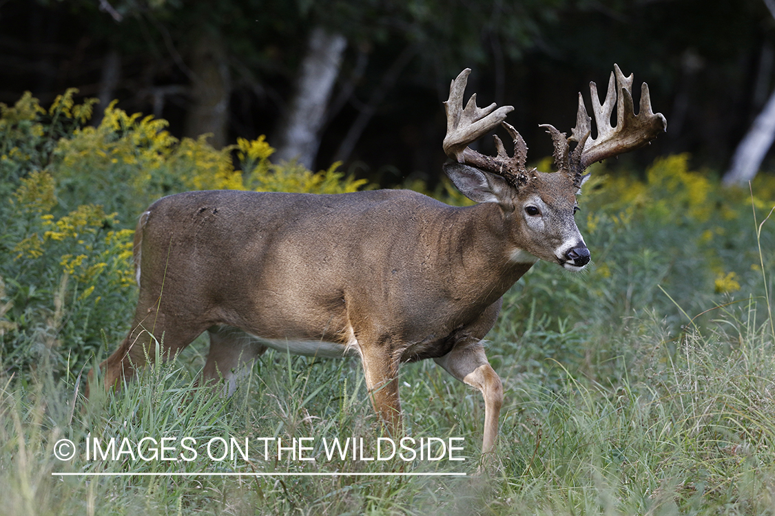 White-tailed Buck in Velvet.