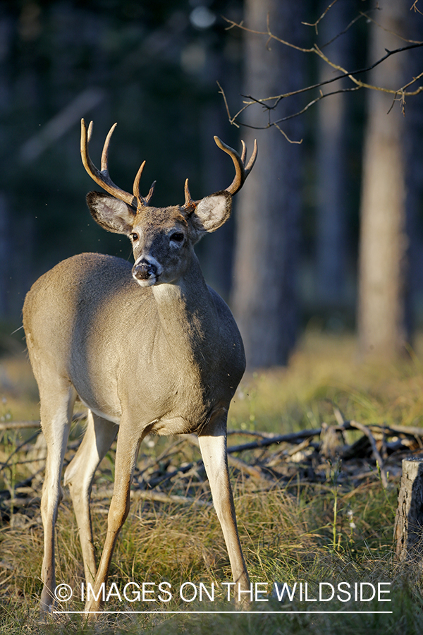 Small white-tailed buck in habitat.