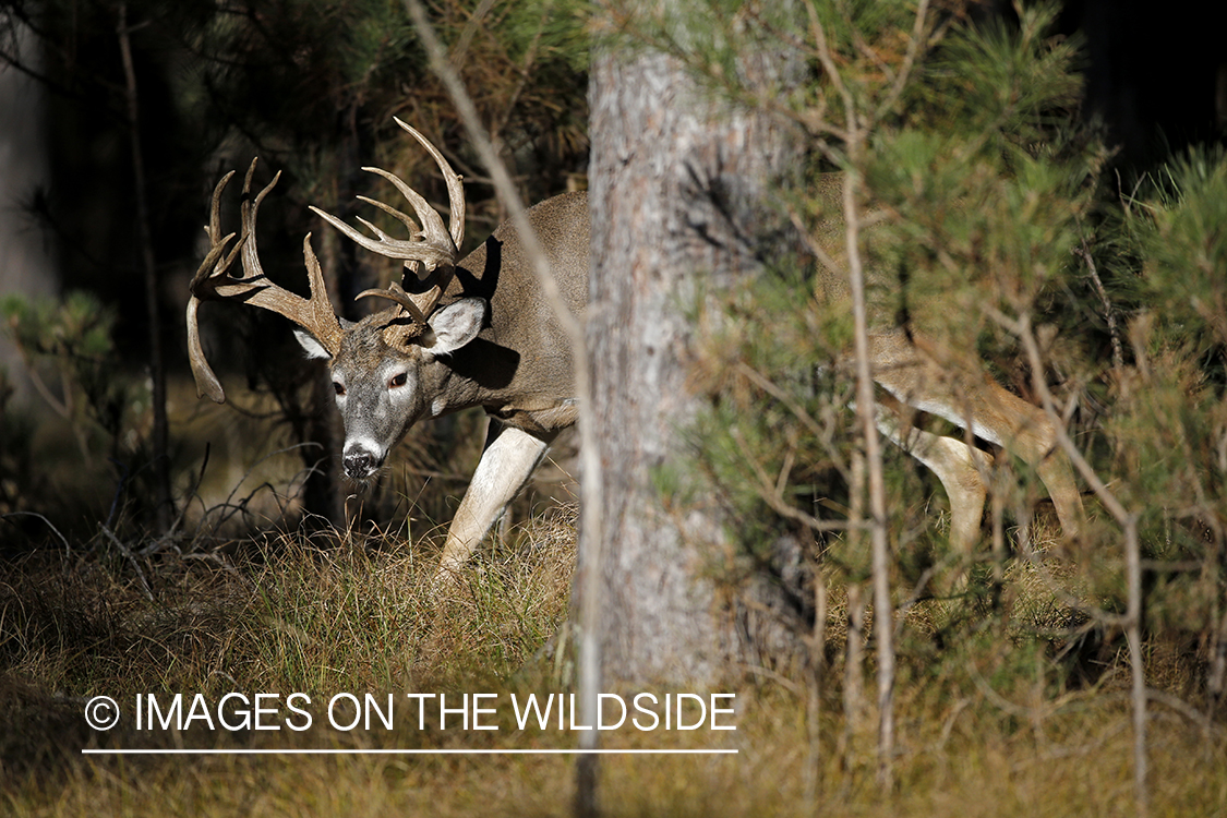 White-tailed buck in woods.