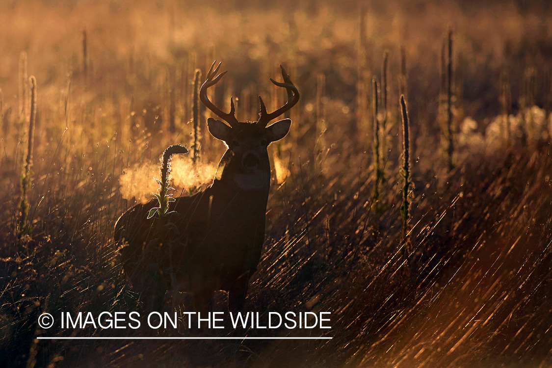 White-tailed buck in field at sunset.