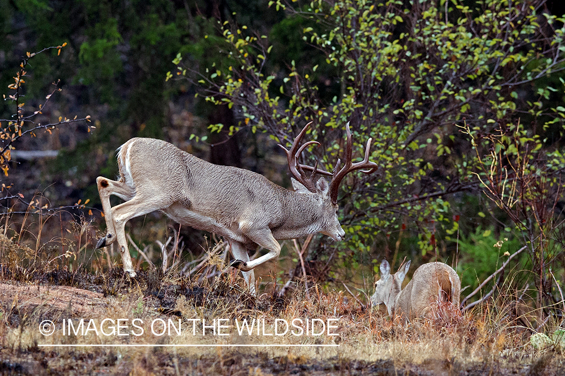 White-tailed buck pursuing doe.