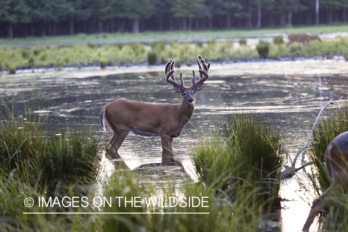 White-tailed buck in velvet next to water.