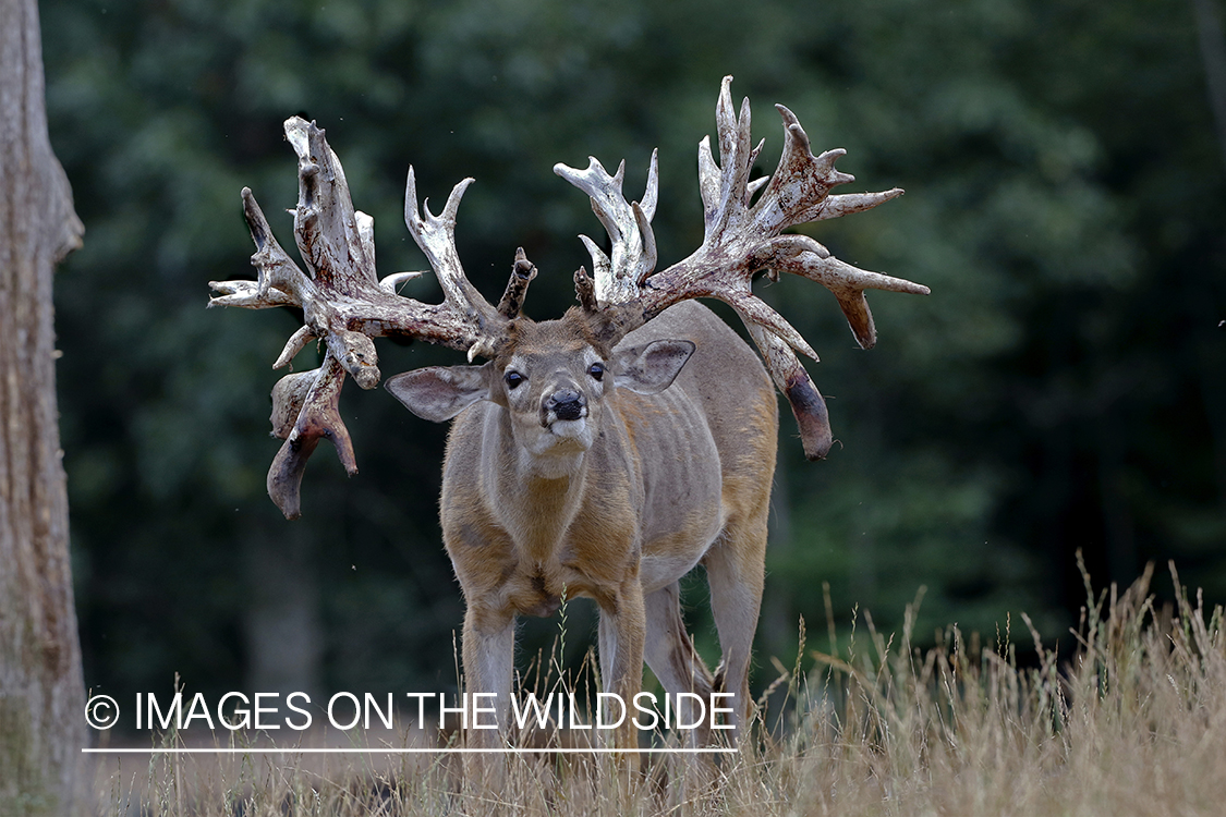 Gigantic captive white-tailed buck in high fence enclosure.