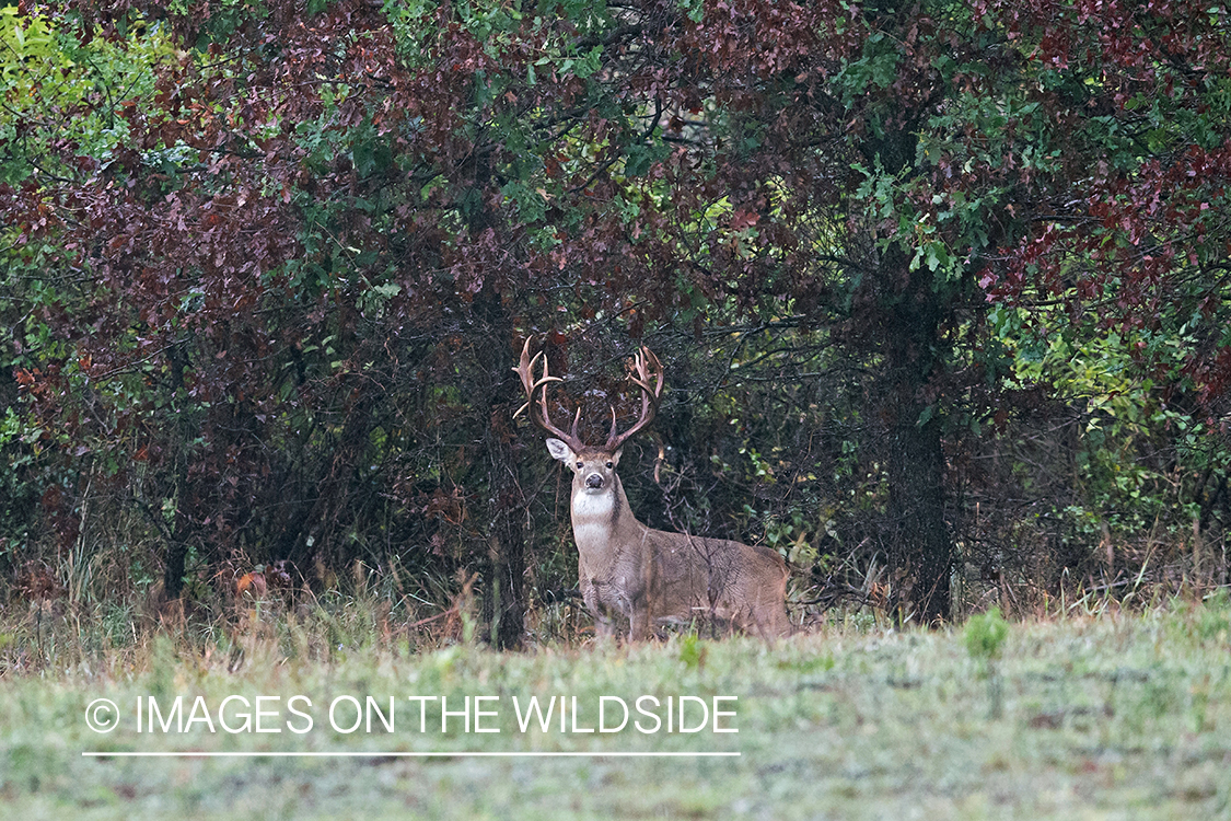 White-tailed buck in field.