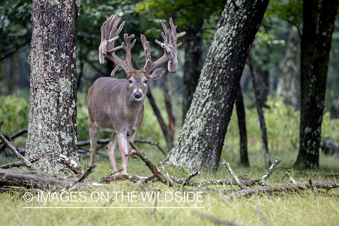 White-tailed buck in field.