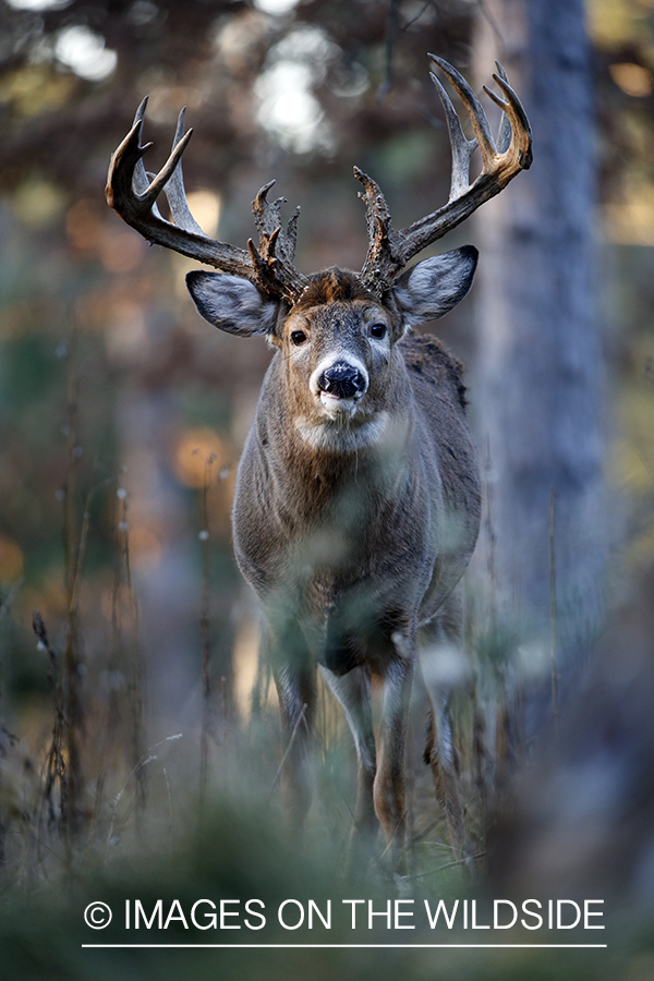 White-tailed buck in field.