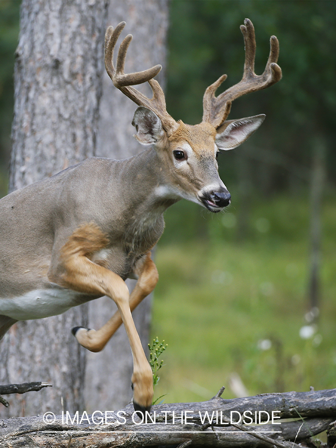 White-tailed buck in Velvet.