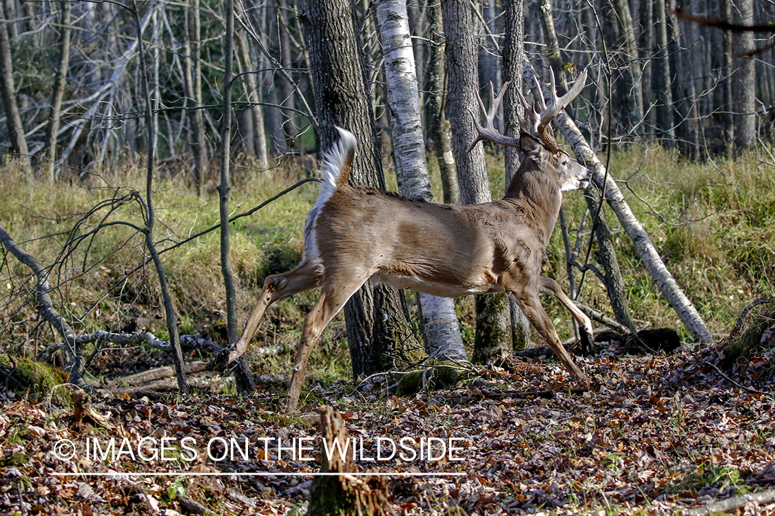 White-tailed buck running through field.