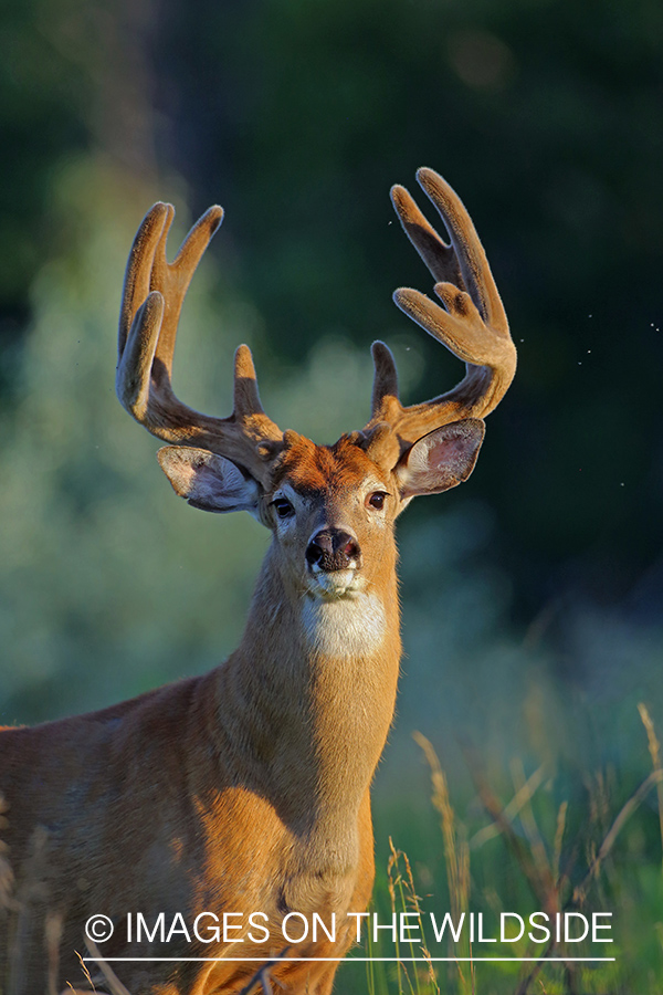 White-tailed buck in Velvet.