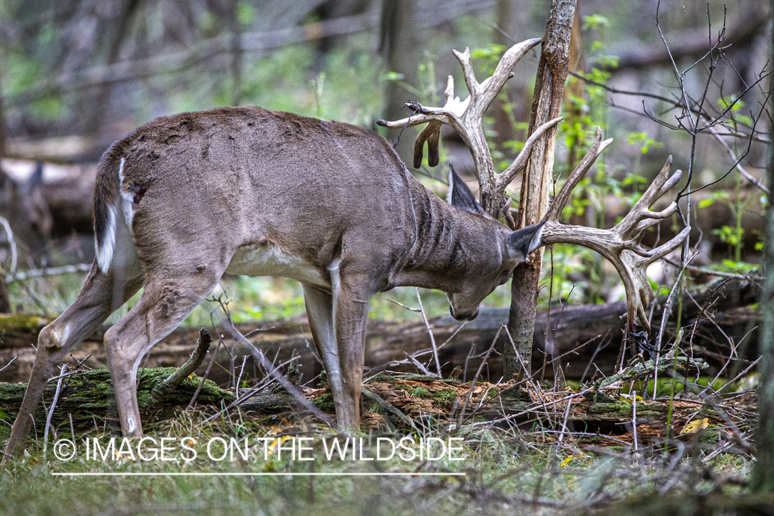 White-tailed buck making scrape.