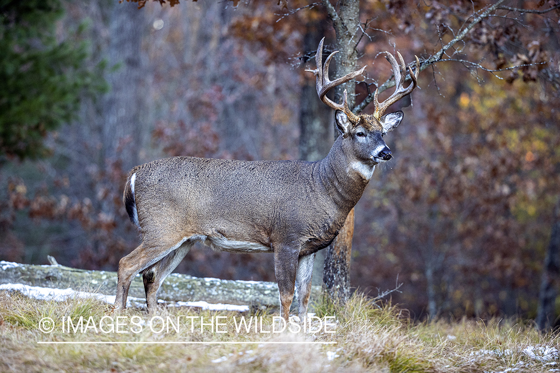 White-tailed buck in field.