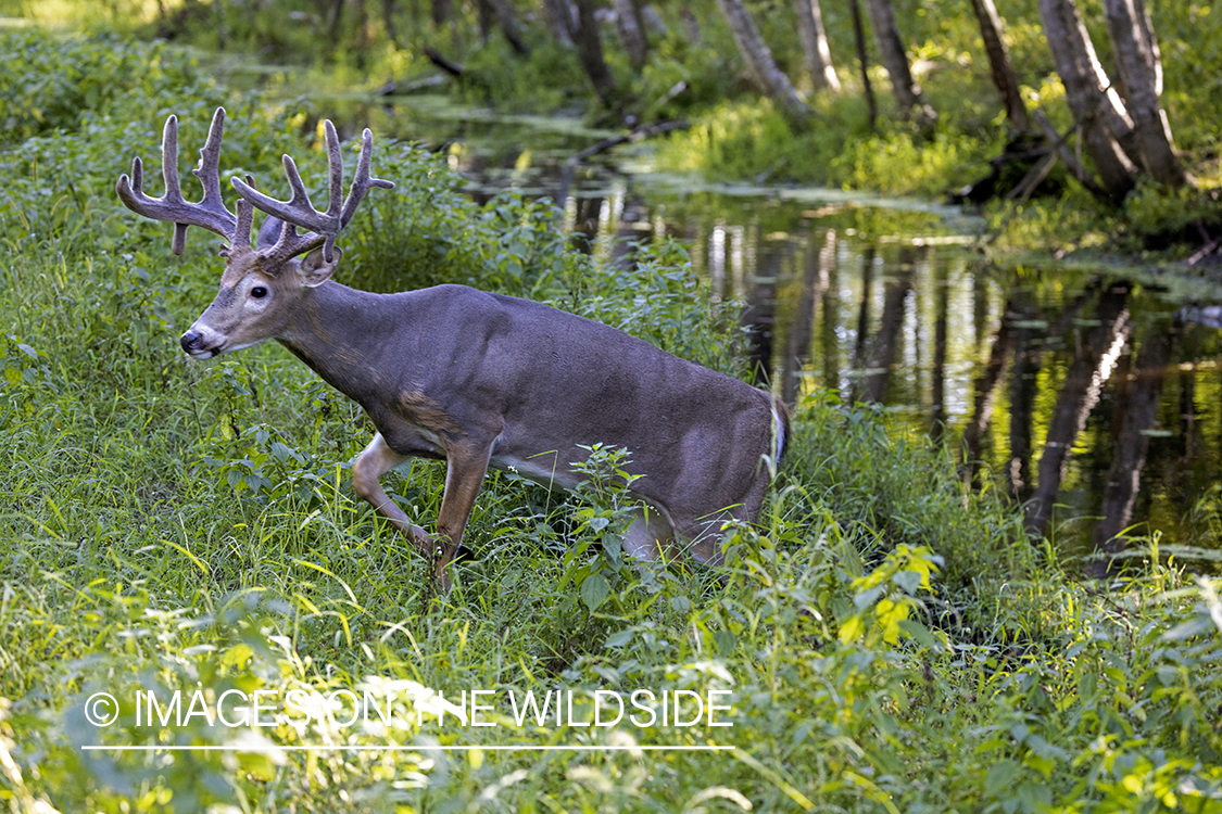 White-tailed buck in habitat.