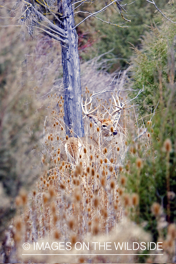 White-tailed deer in habitat