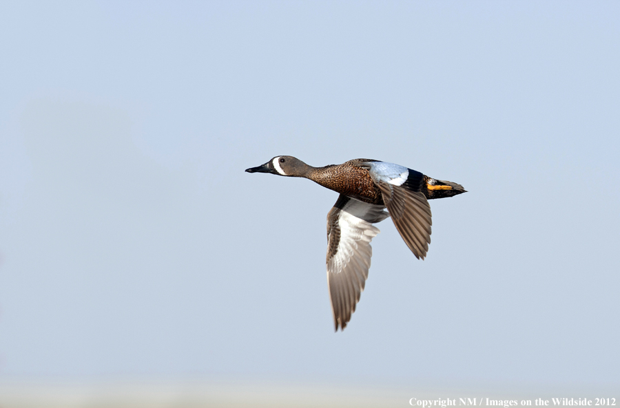 Blue-winged Teal in flight. 