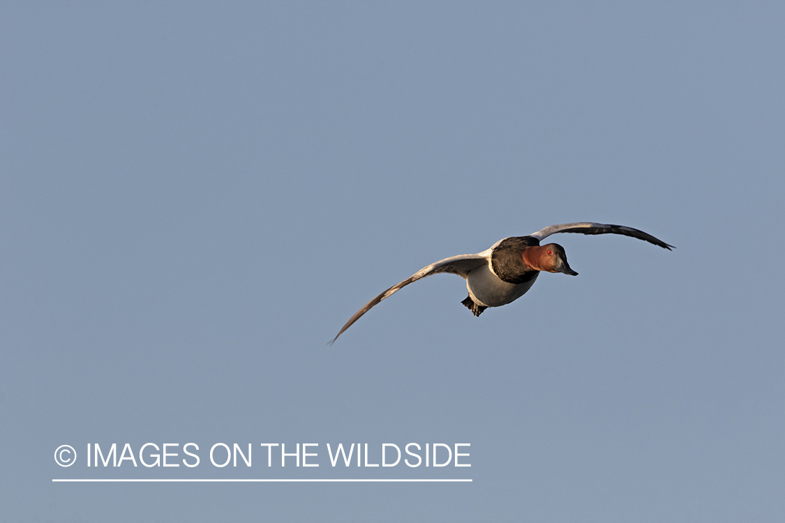 Canvasback in flight.