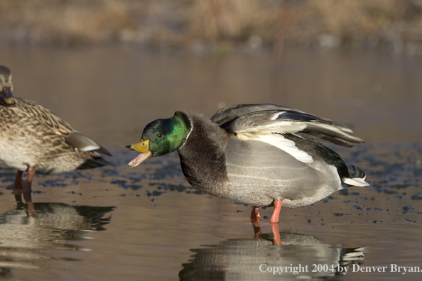 Mallards standing in pond.