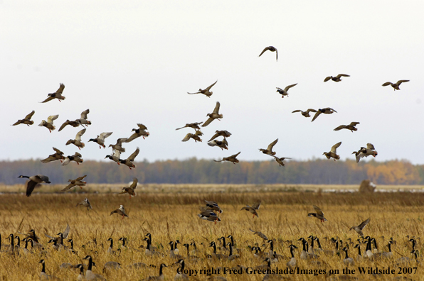 Mallard ducks/geese