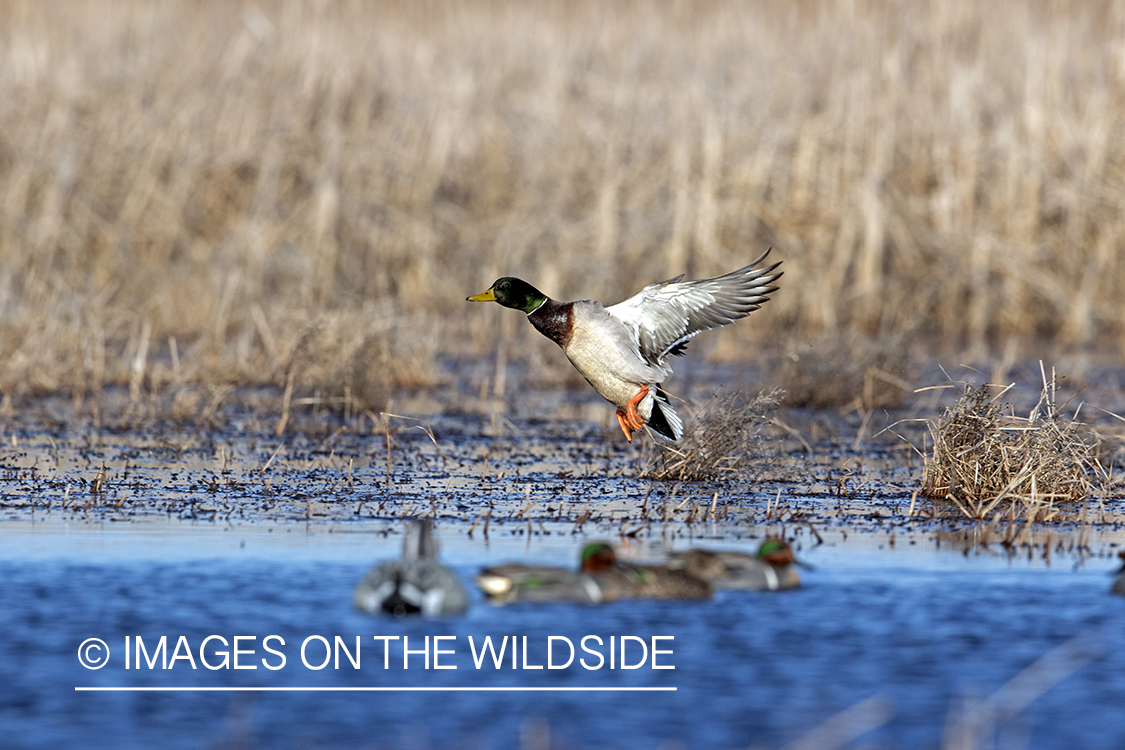 Mallard drake in flight.