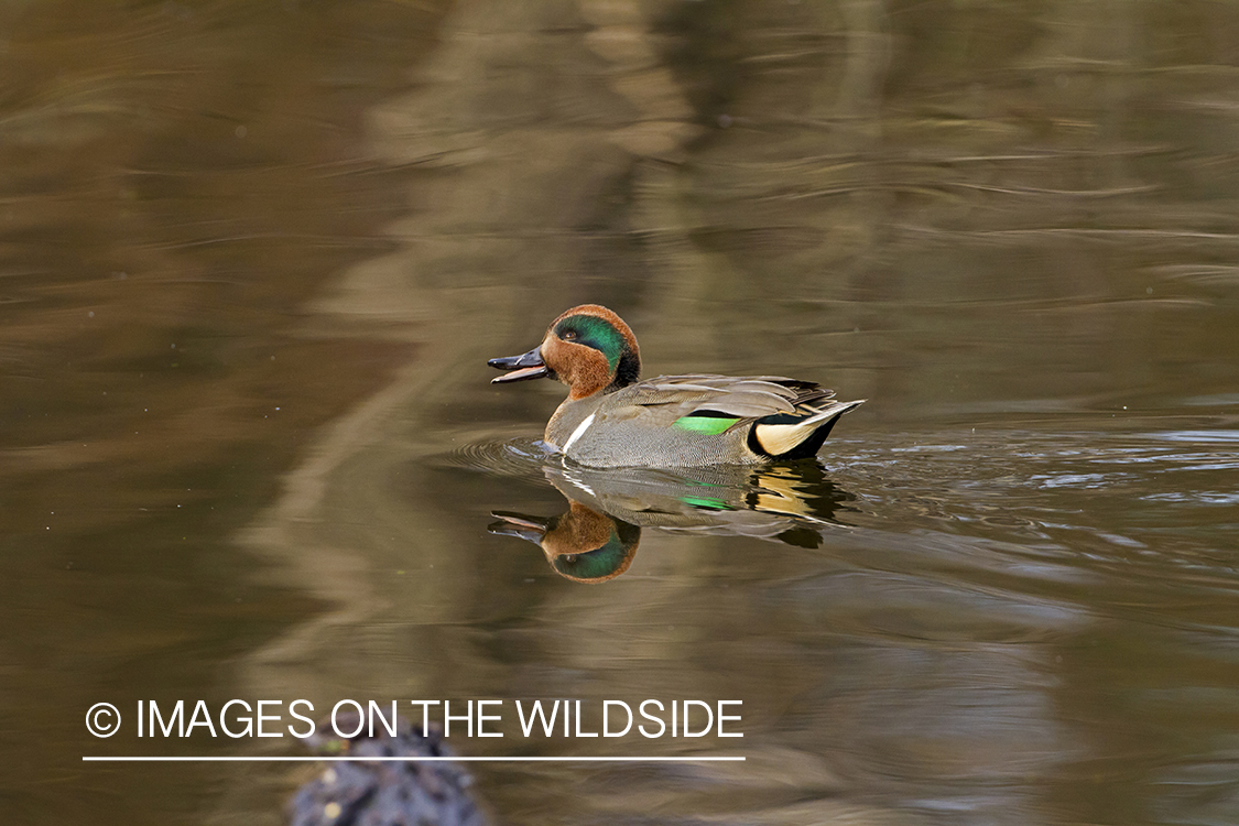 Green-winged Teal duck in habitat.