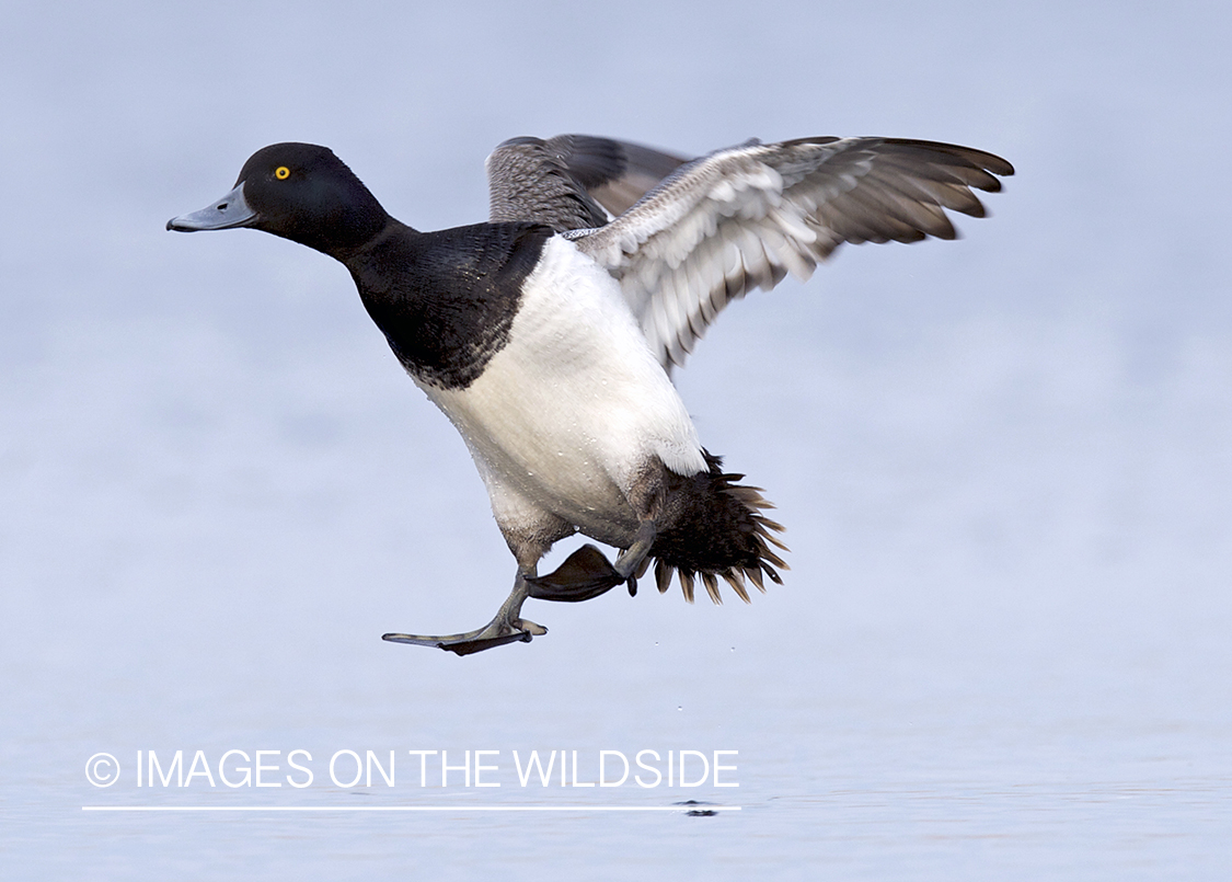 Lesser Scaup duck in flight.