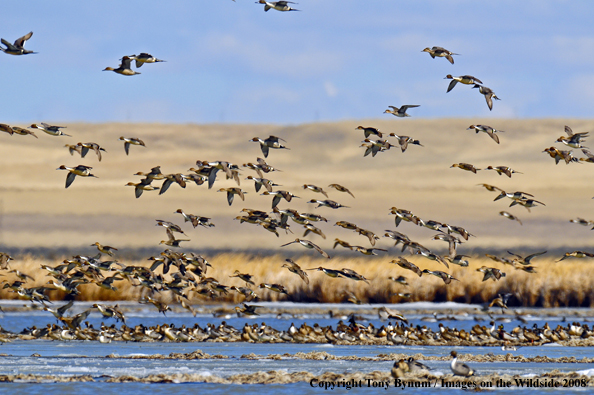 Pintails in habitat