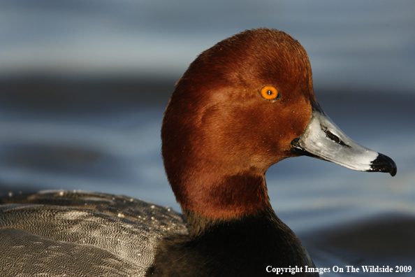 Redhead Drake