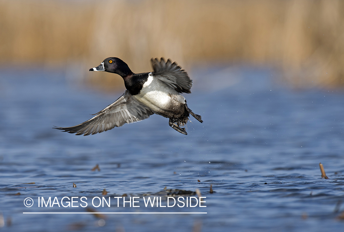 Ring-necked duck in flight.