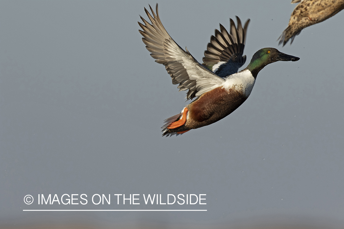 Shoveler duck in flight.