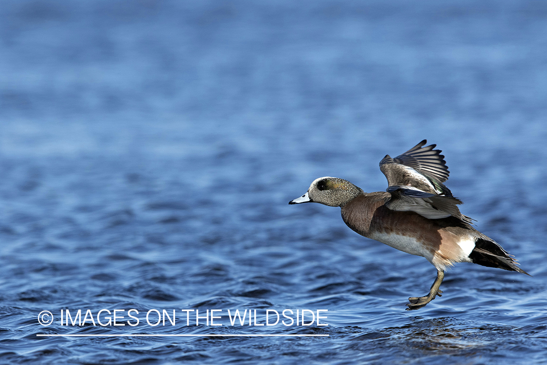 Wigeon in flight.