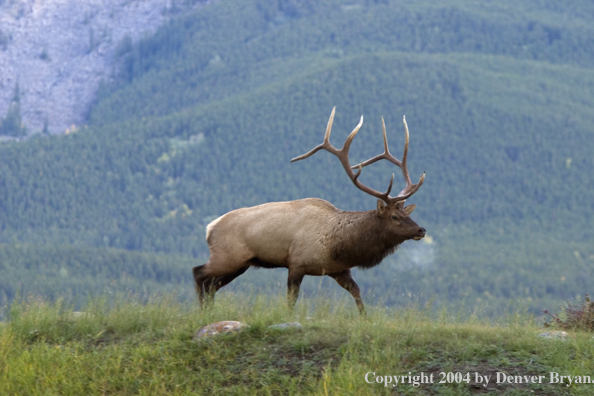 Rocky Mountain bull elk in habitat.