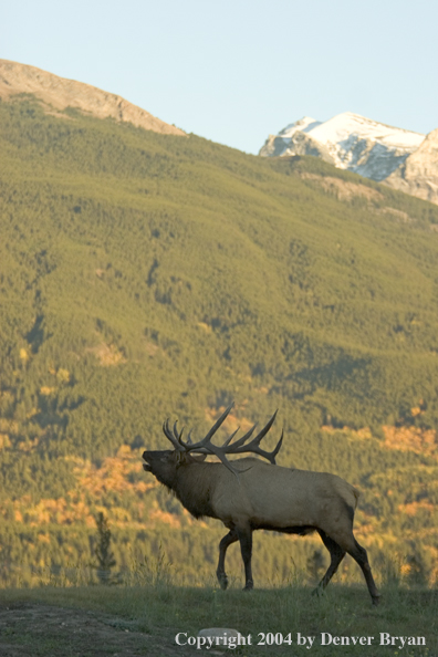 Rocky Mountain bull elk bugling.