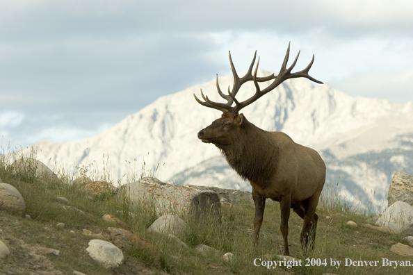 Rocky Mountain bull elk in habitat.