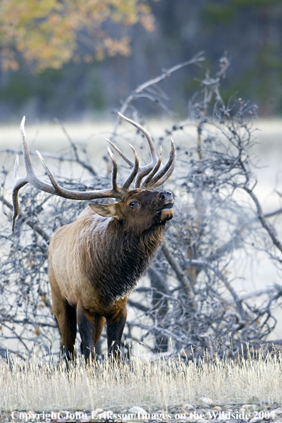 Elk in habitat