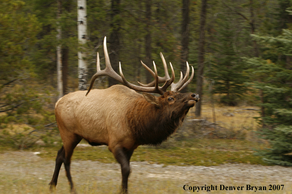 Rocky Mountain Elk 