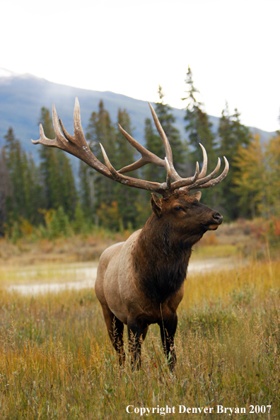 Rocky Mountain Elk 