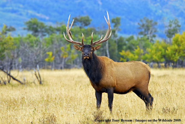 Rocky Mountain Elk in habitat