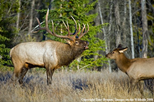 Bull Elk with Cow