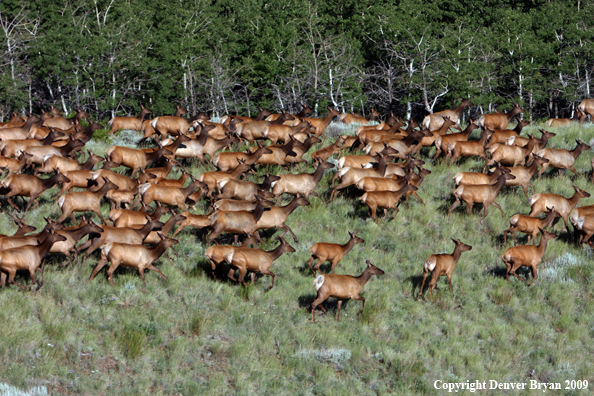 Rocky Mountain Elk in habitat