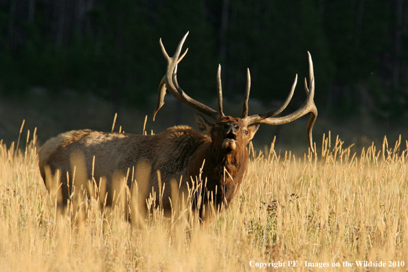 Rocky Mountain bull elk bugling. 