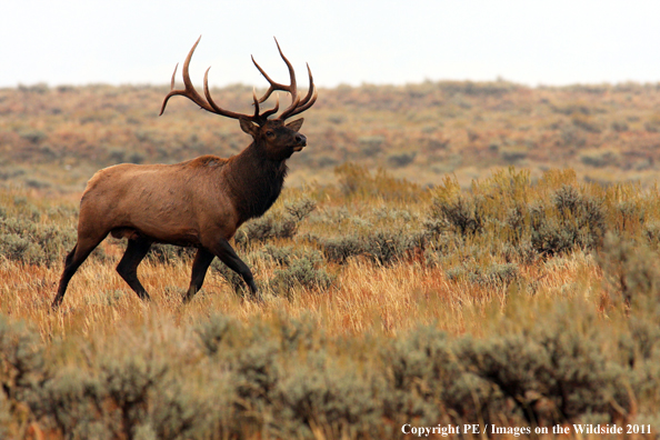 Rocky Mountain elk in habitat. 