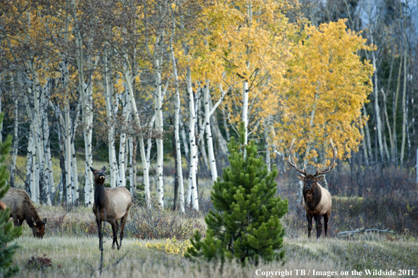 Rocky Mountain bull elk with cow. 