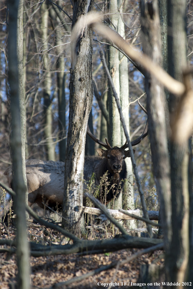 Rock Mountain Elk in habitat. 