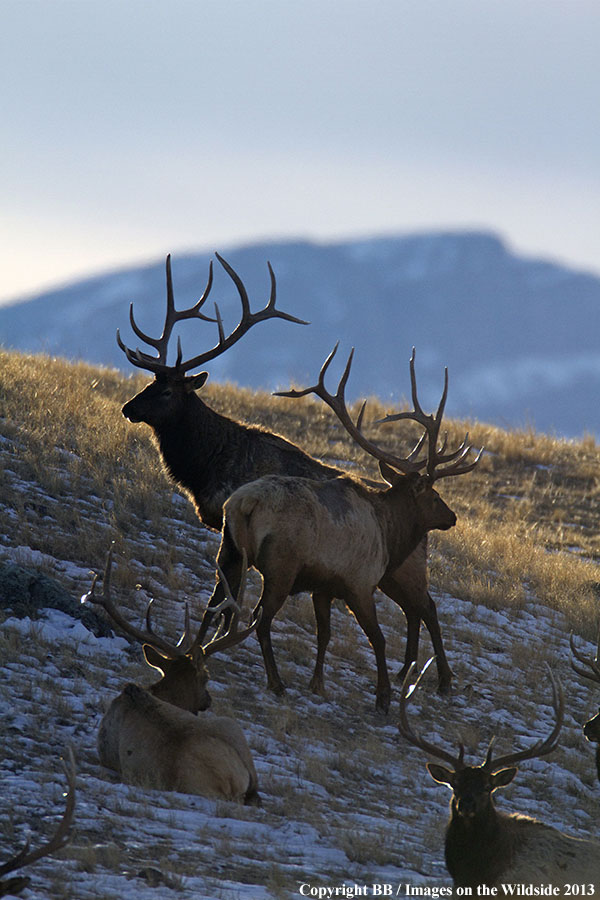 Rocky Moutain Elk in habitat.