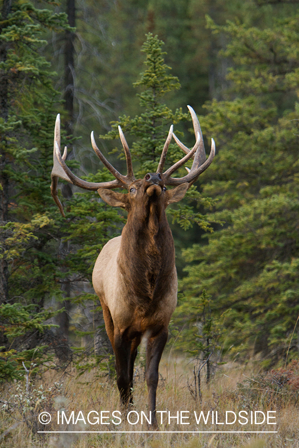 Rocky Mountain Bull Elk in habitat.