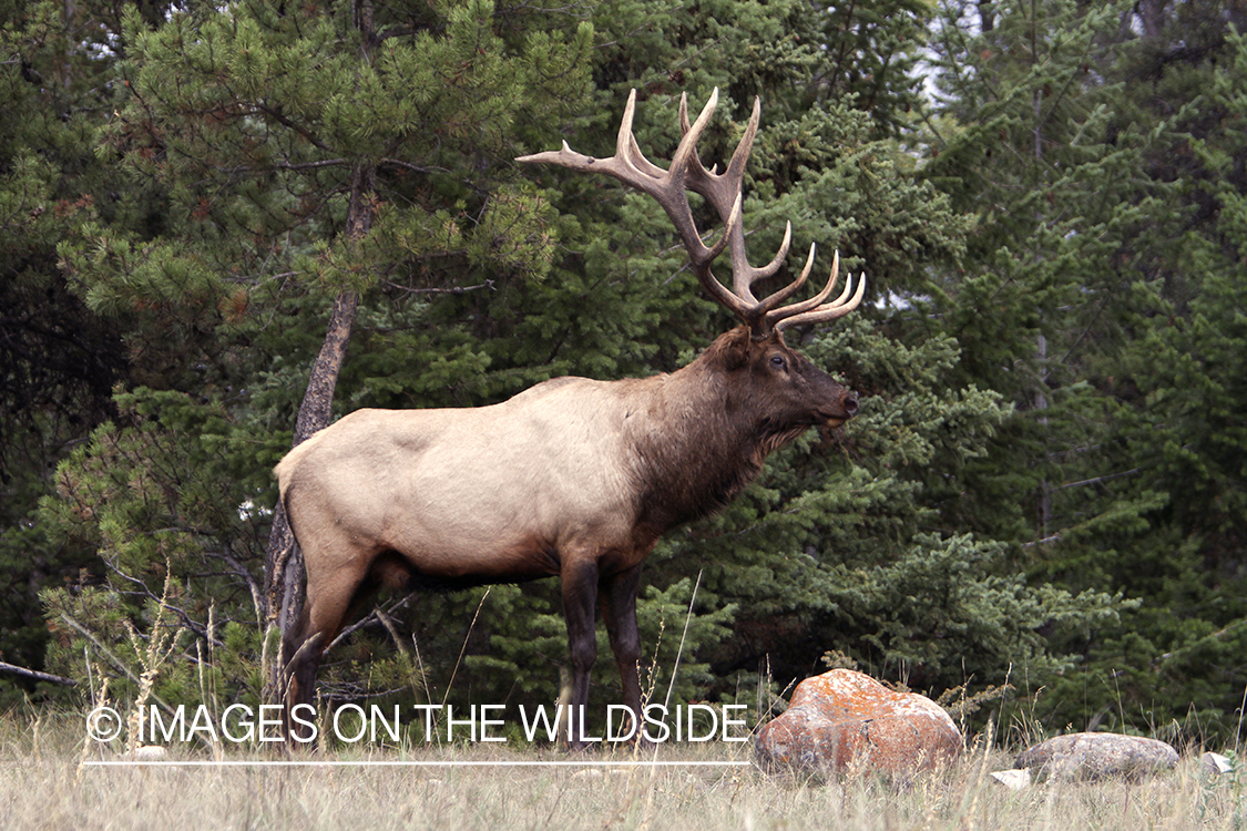 Rocky Mountain Bull Elk in habitat.